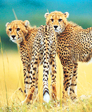 Wildt Cheetah Center